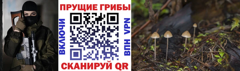 Галлюциногенные грибы Psilocybine cubensis  наркотики  Сургут 